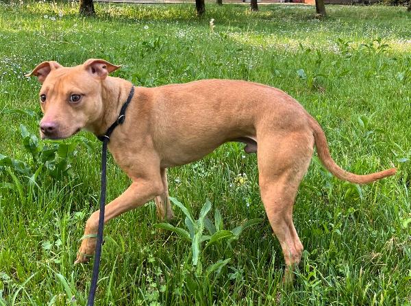 CARLETTO CERCA CASA Foto 5